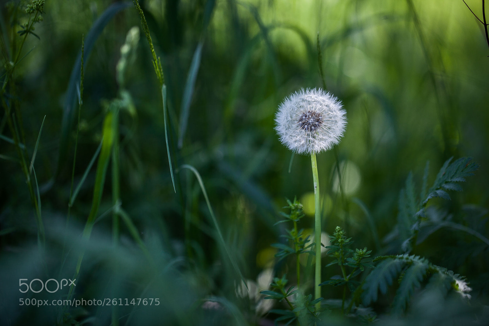 Canon EOS 5D Mark II sample photo. Untitled photography