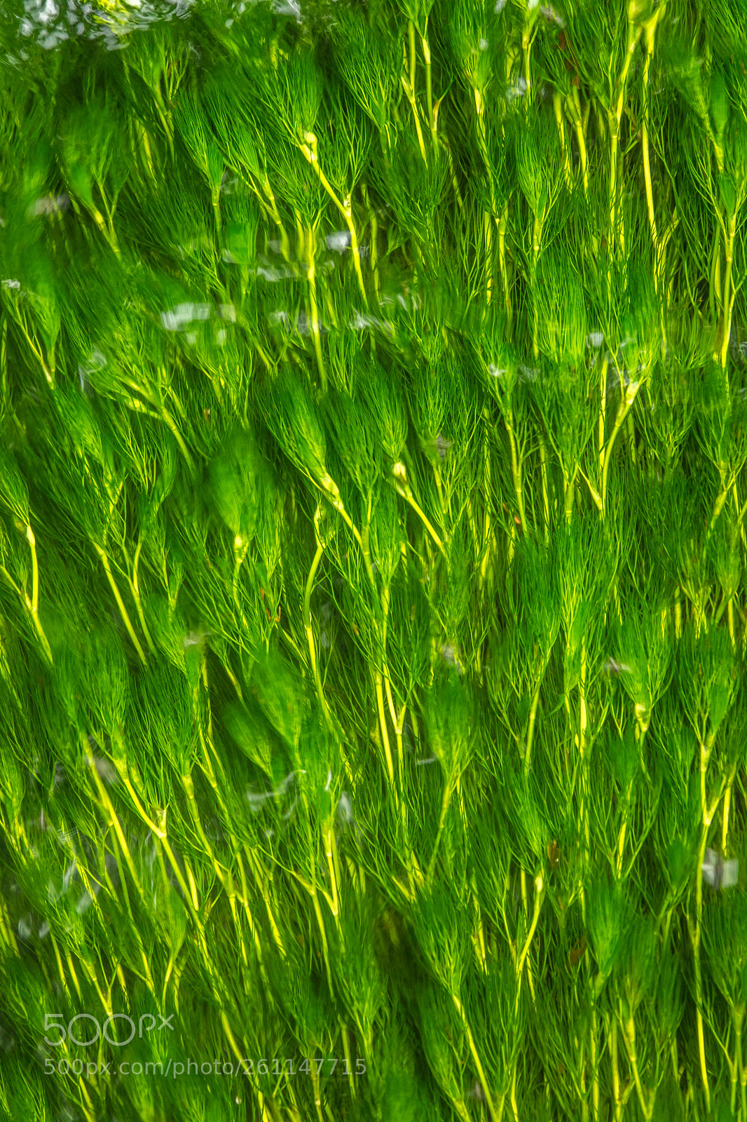 Sony Cyber-shot DSC-RX10 III sample photo. River weeds background photography