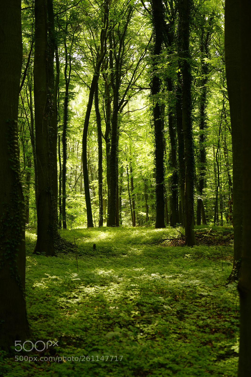 Sony a7R III sample photo. Like a green cathedral photography