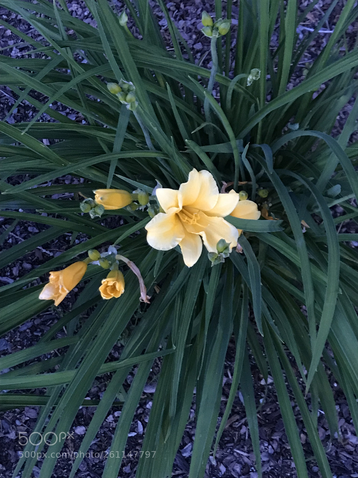 Apple iPhone 7 sample photo. Lovely lily photography