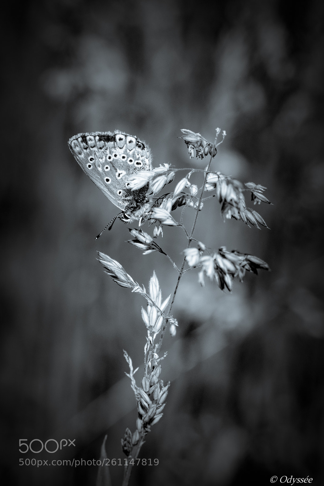 Nikon D500 sample photo. Dark'butterfly photography