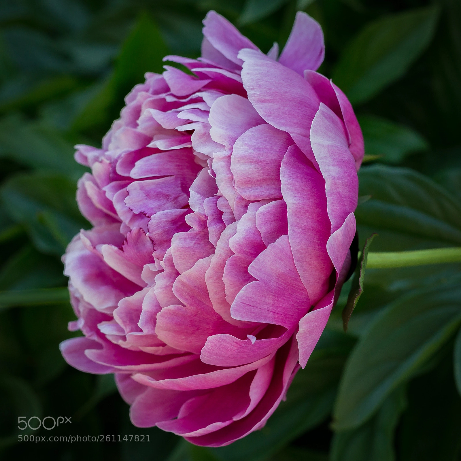 Sony SLT-A55 (SLT-A55V) sample photo. Peony photography