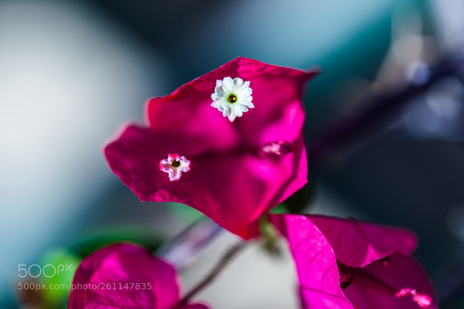 Canon EOS 5D Mark II sample photo. Buganville photography