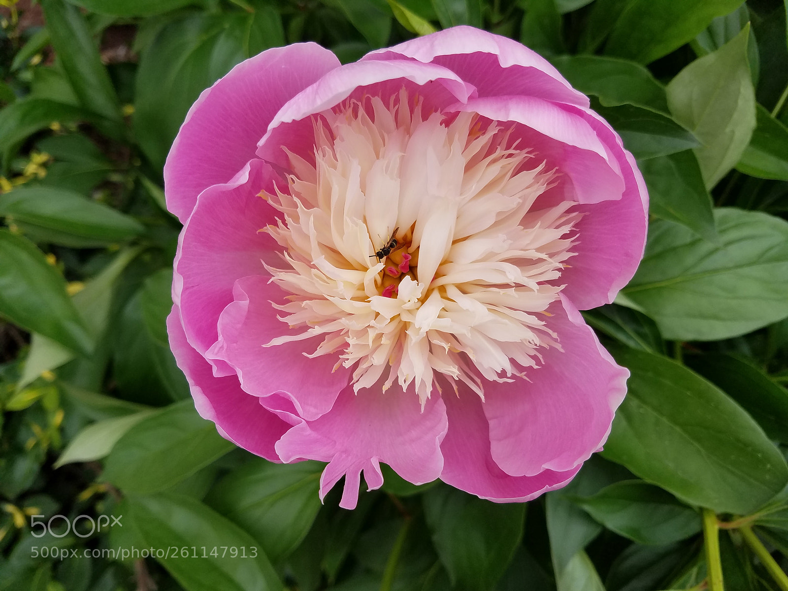 Samsung Galaxy S7 sample photo. Peony photography