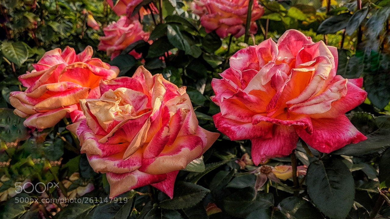 Google Pixel 2 sample photo. Capitol mall morning 662018 photography
