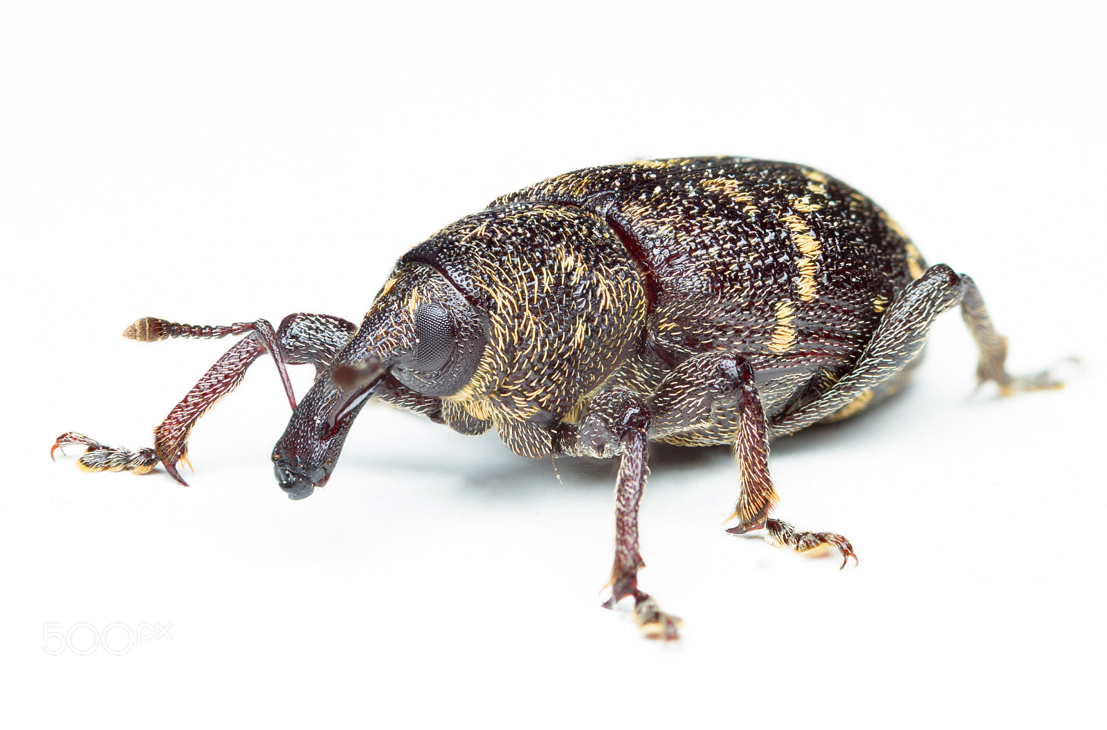 Canon EOS 7D sample photo. Large pine weevil photography