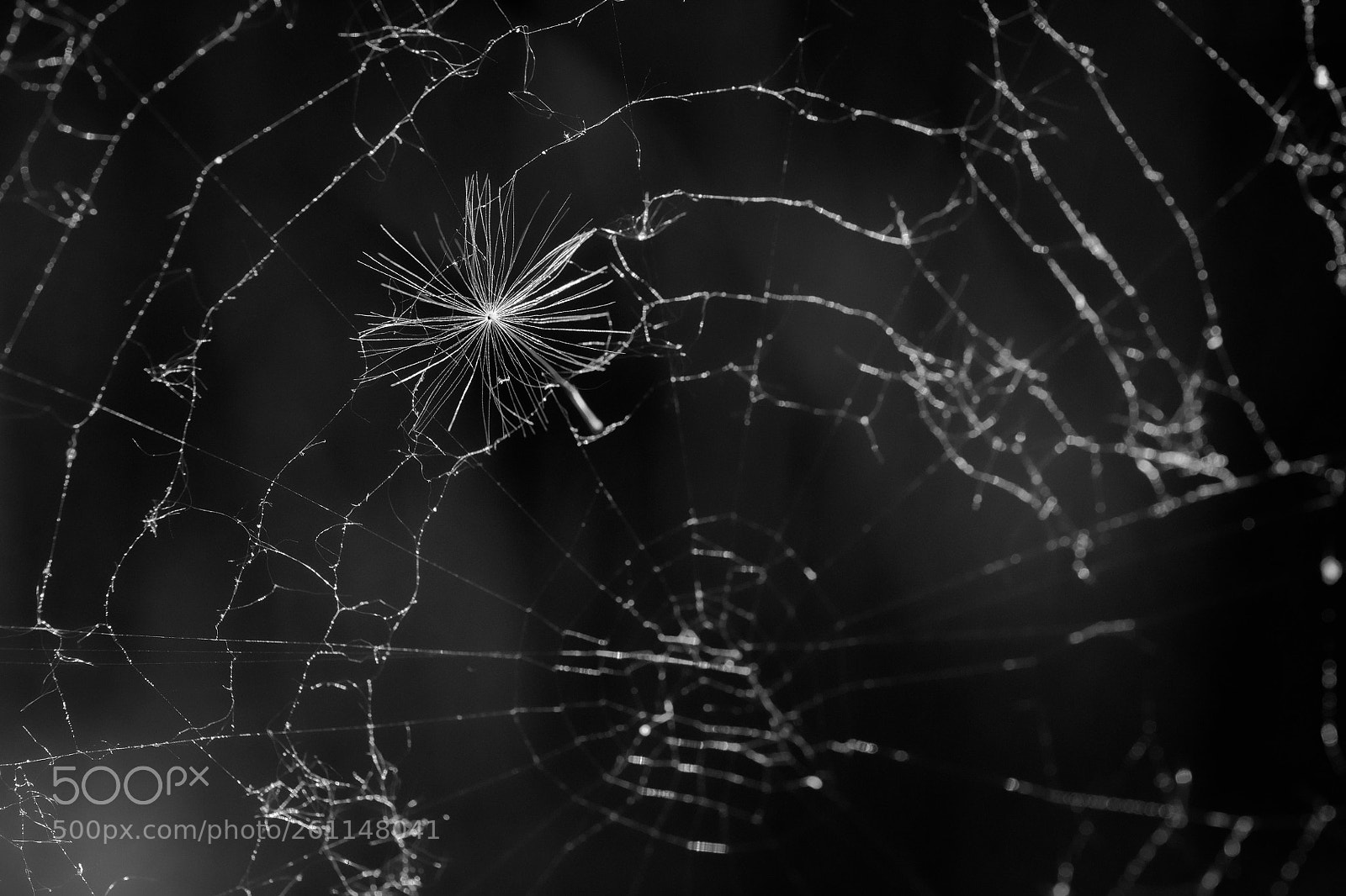 Fujifilm X-T2 sample photo. Spiderweb photography