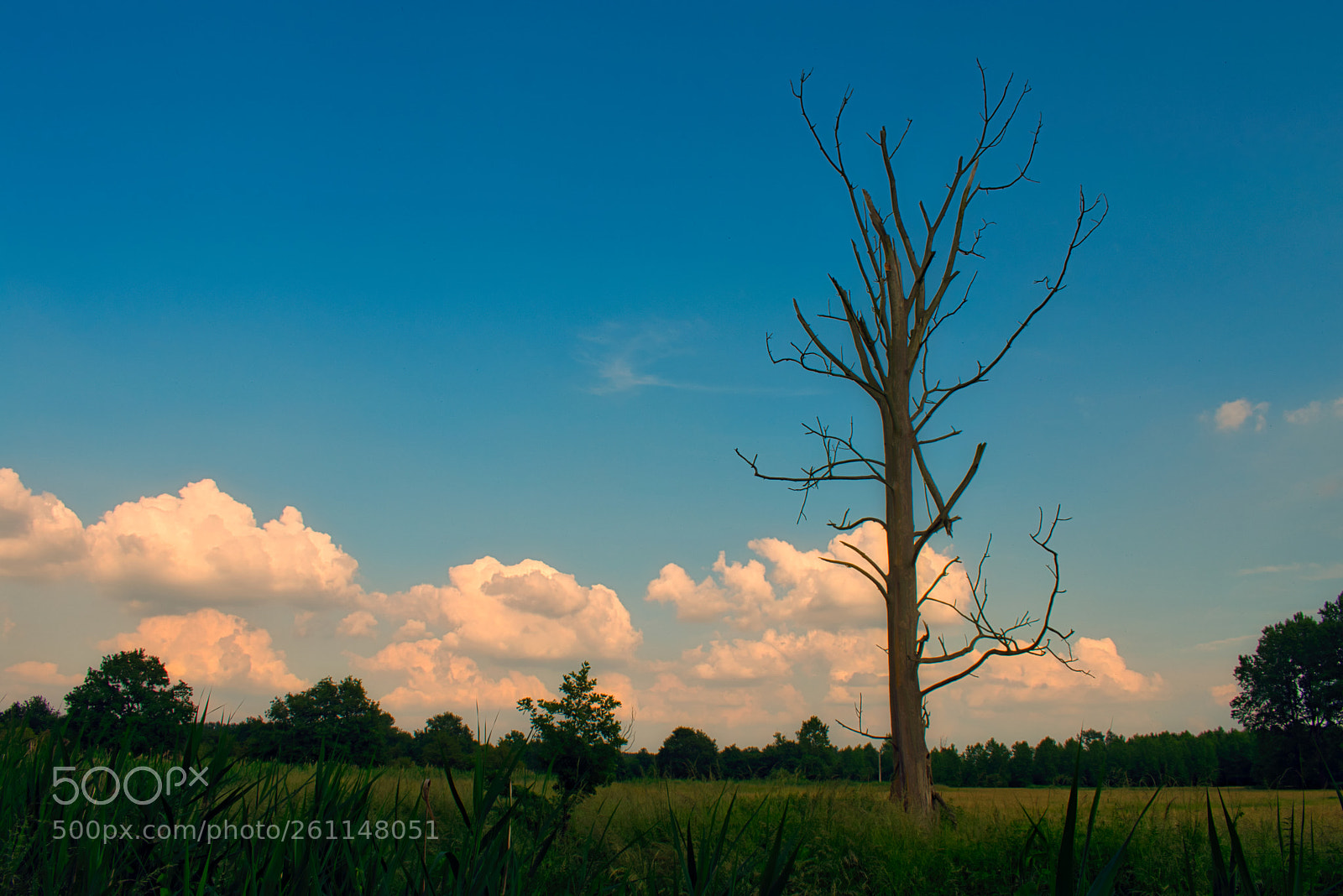 Nikon D3400 sample photo. Lonely tree photography