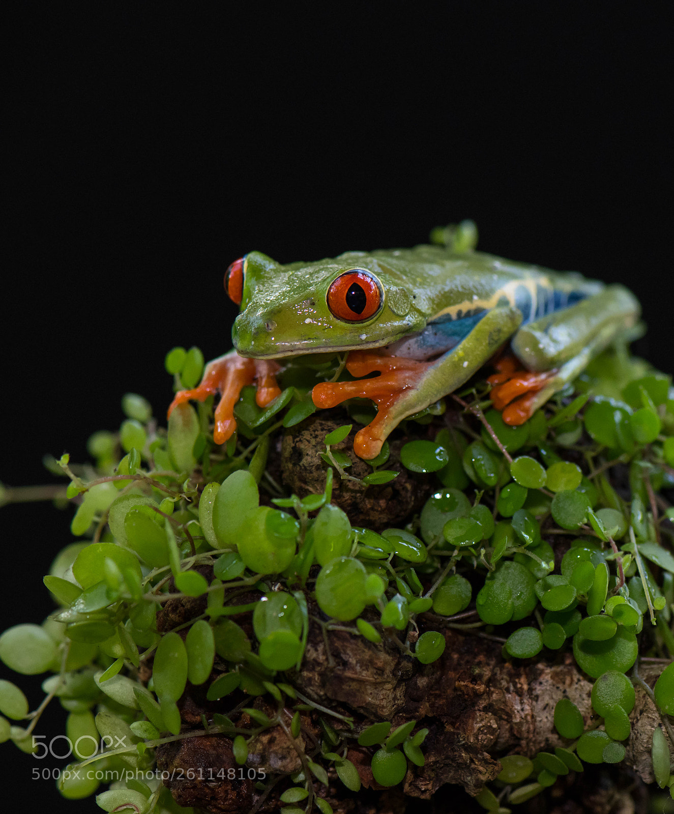 Nikon D850 sample photo. In costa rica photography