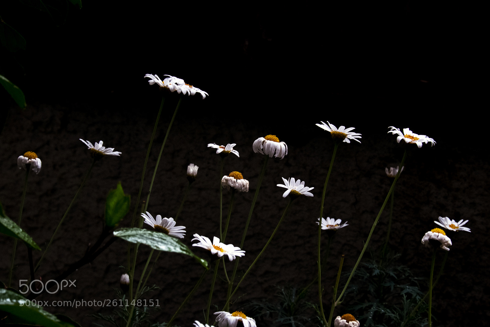 Fujifilm X-T10 sample photo. Untitled photography