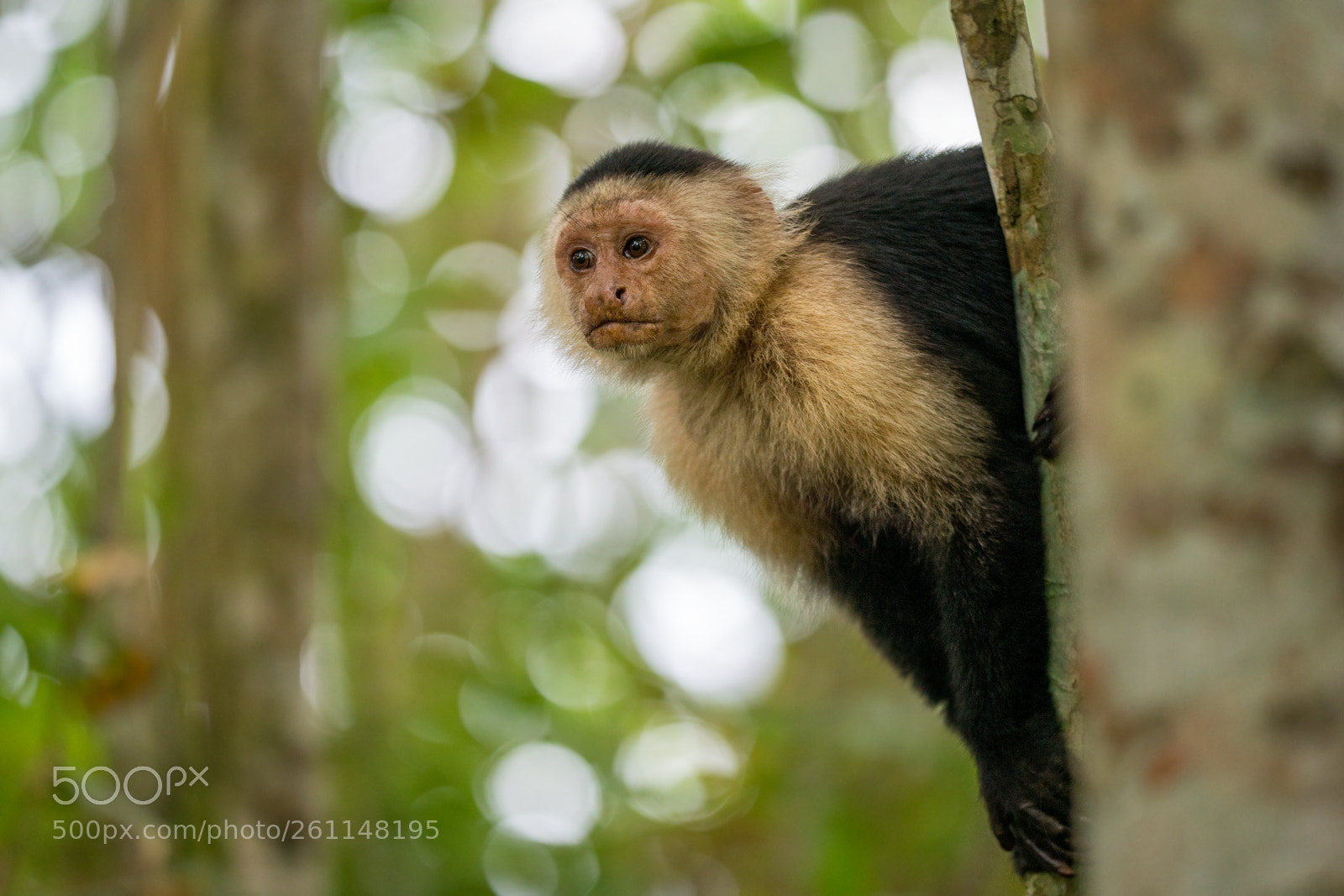 Nikon D800 sample photo. - cerus capucinus - photography