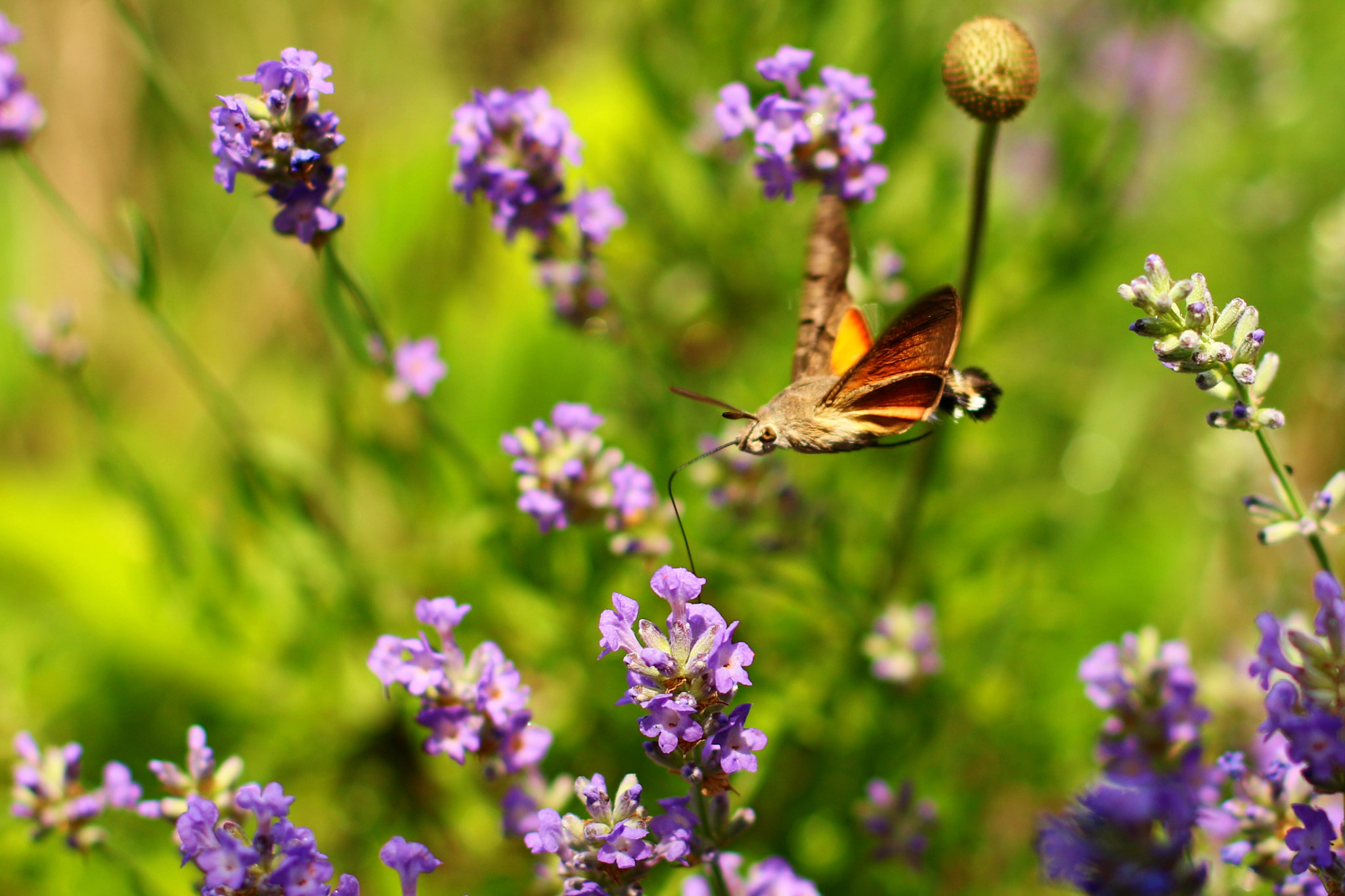 Canon EOS 7D Mark II sample photo. Lavender photography