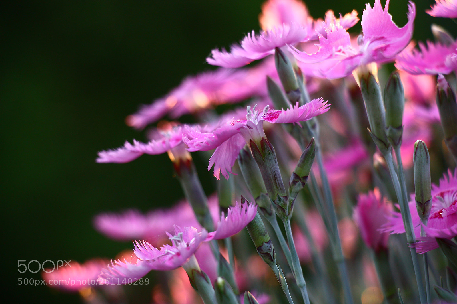 Canon EOS 450D (EOS Rebel XSi / EOS Kiss X2) sample photo. Evening carnation. side view. photography