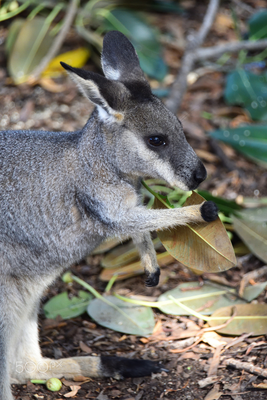 Nikon D810 sample photo. Kangaroo photography