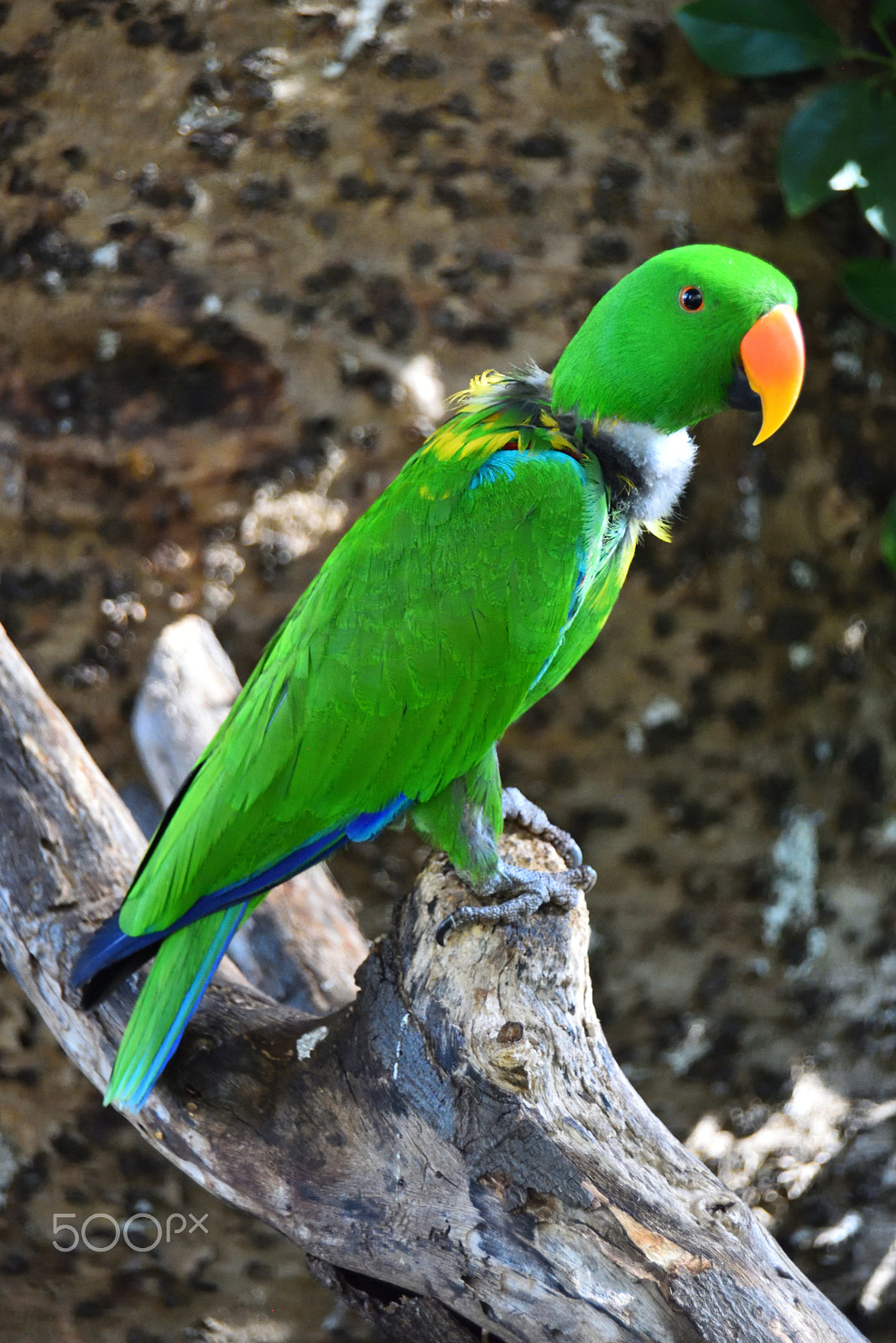 Nikon D810 + AF Zoom-Nikkor 28-200mm f/3.5-5.6G IF-ED sample photo. Eclectus parrot photography