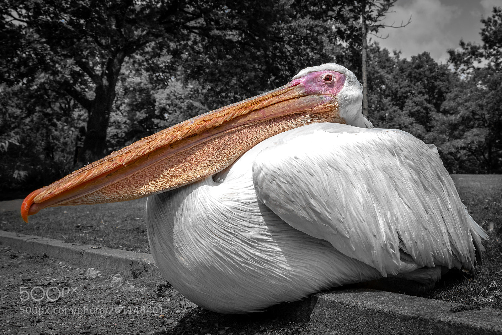 Canon EOS 80D sample photo. Pelican photography