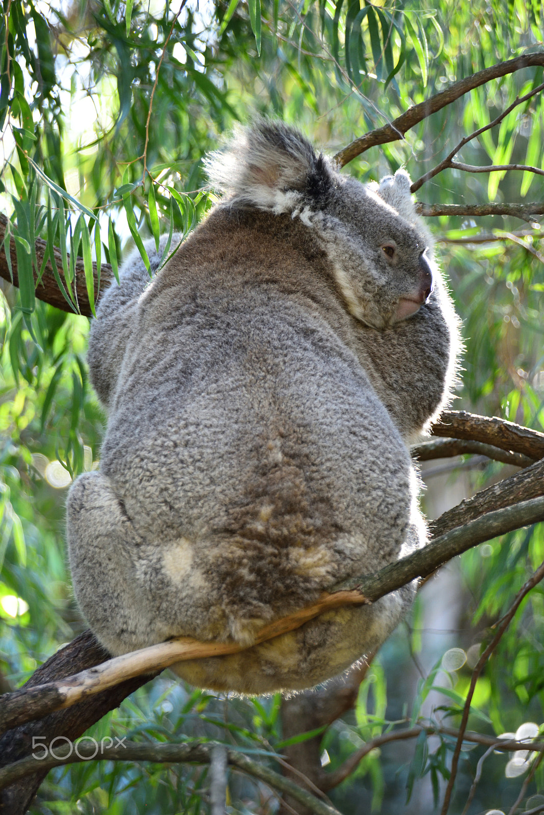 Nikon D810 sample photo. Koala photography