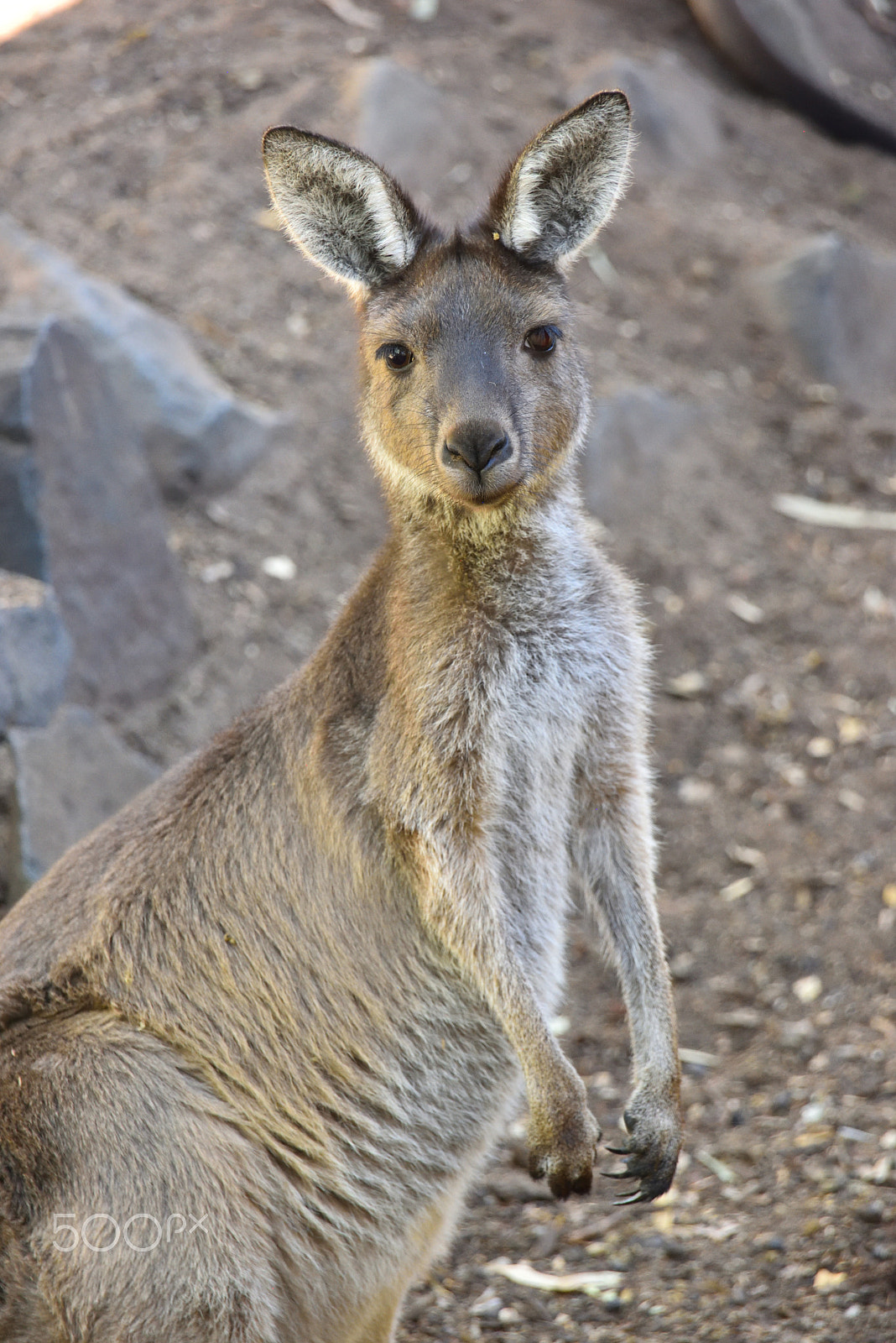 Nikon D810 sample photo. Kangaroo photography