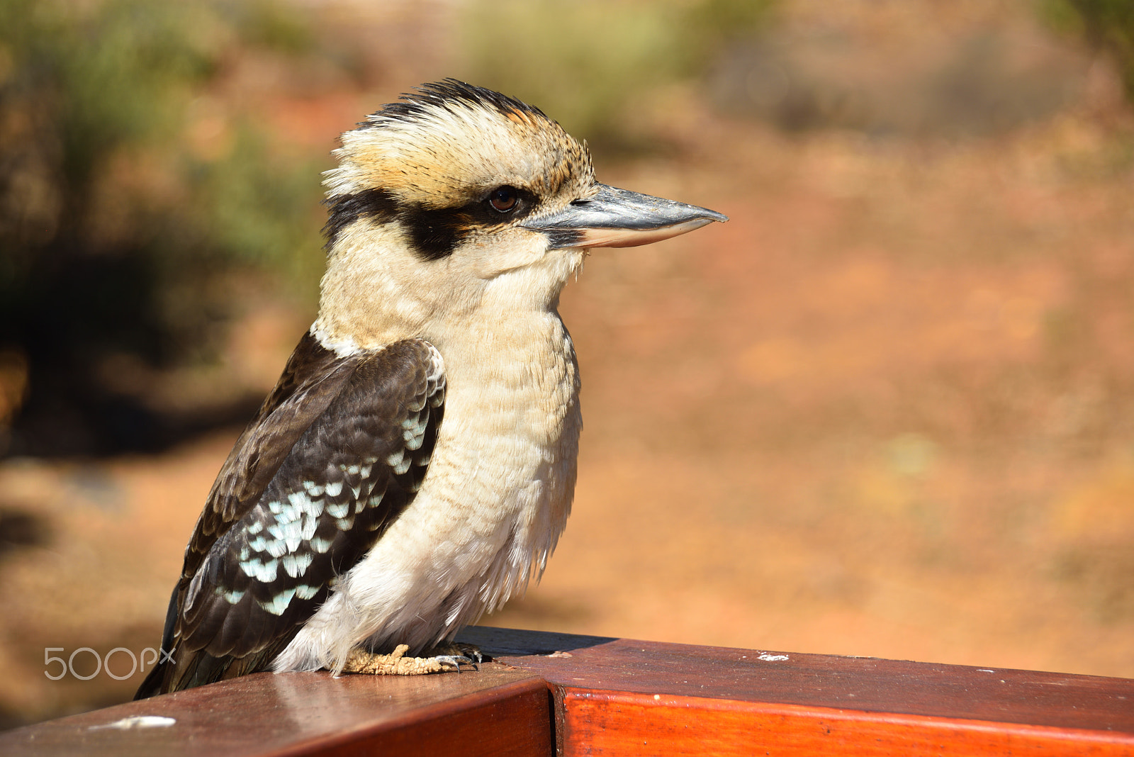 Nikon D810 sample photo. Kookaburra photography