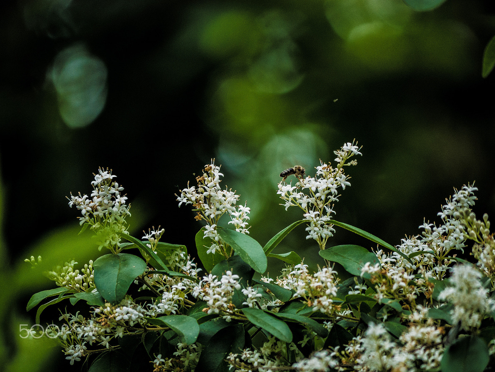 Panasonic Lumix DMC-G7 sample photo. Deep green photography