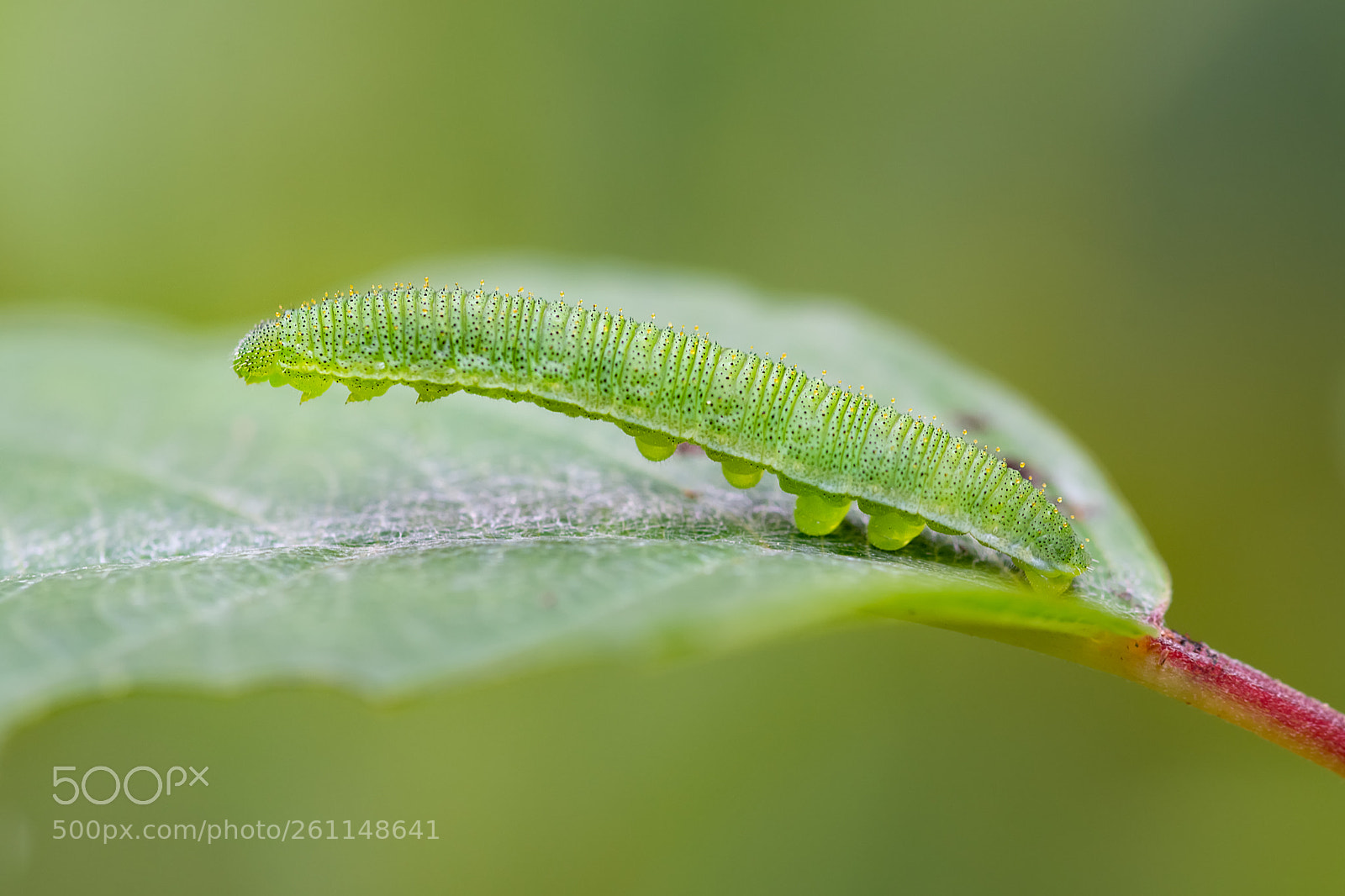 Nikon D7200 sample photo. Oruga de gonepteryx rhamni photography