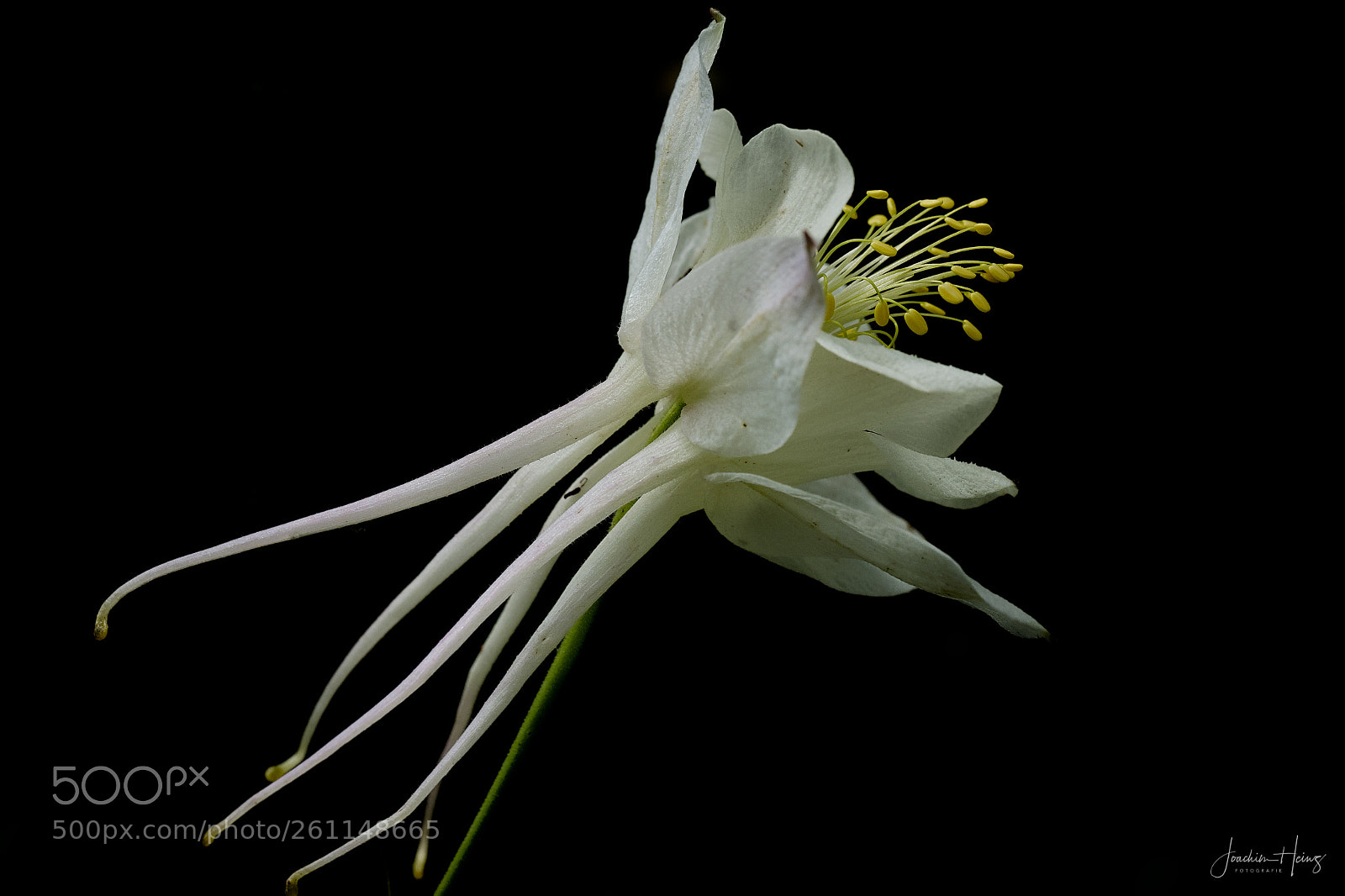 Fujifilm X-T2 sample photo. Aquilegia caerulea photography