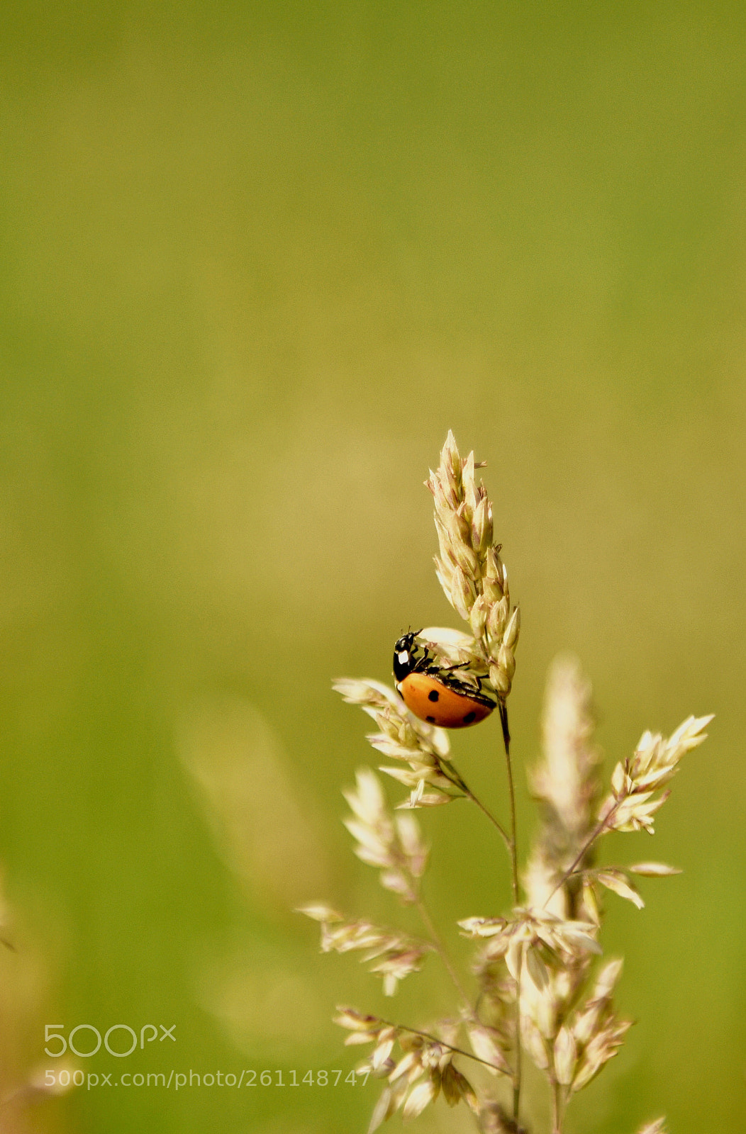 Nikon D850 sample photo. Lady beetle - marienk photography