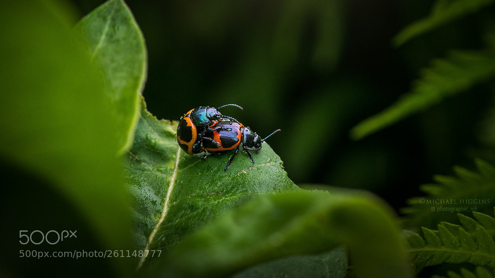 Nikon D610 sample photo. Swamp milkweed beetles. photography