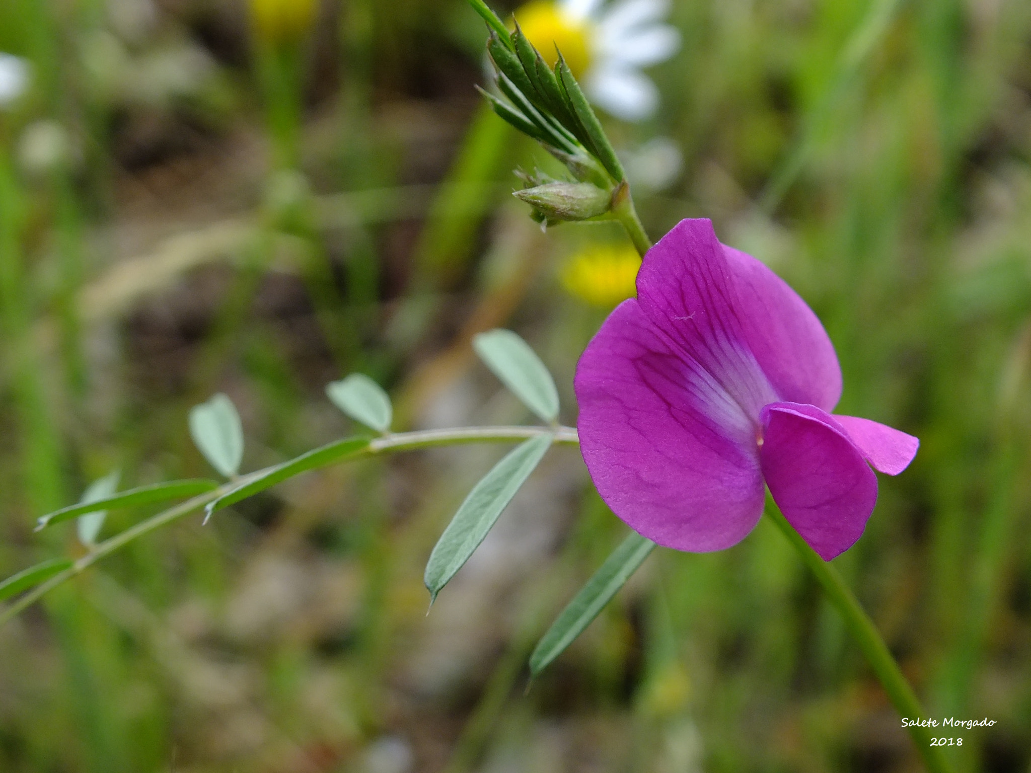 Fujifilm FinePix HS30EXR sample photo. Vicia angustifolia photography