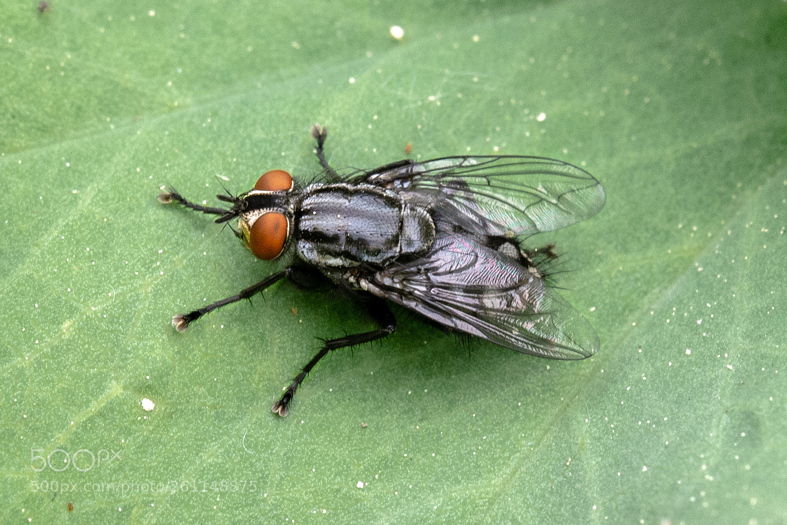 Nikon D610 sample photo. Horsefly photography