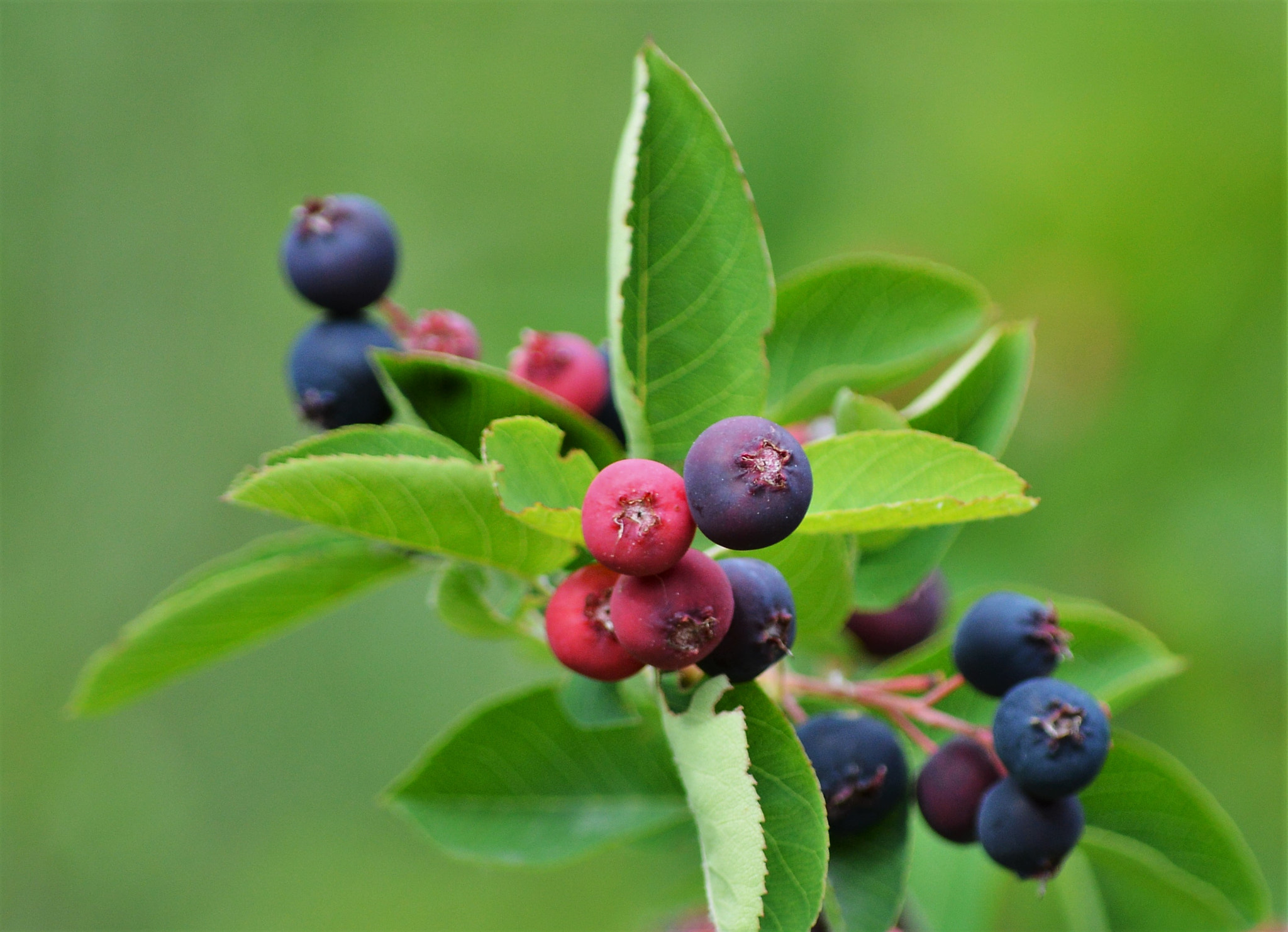 Nikon D3200 sample photo