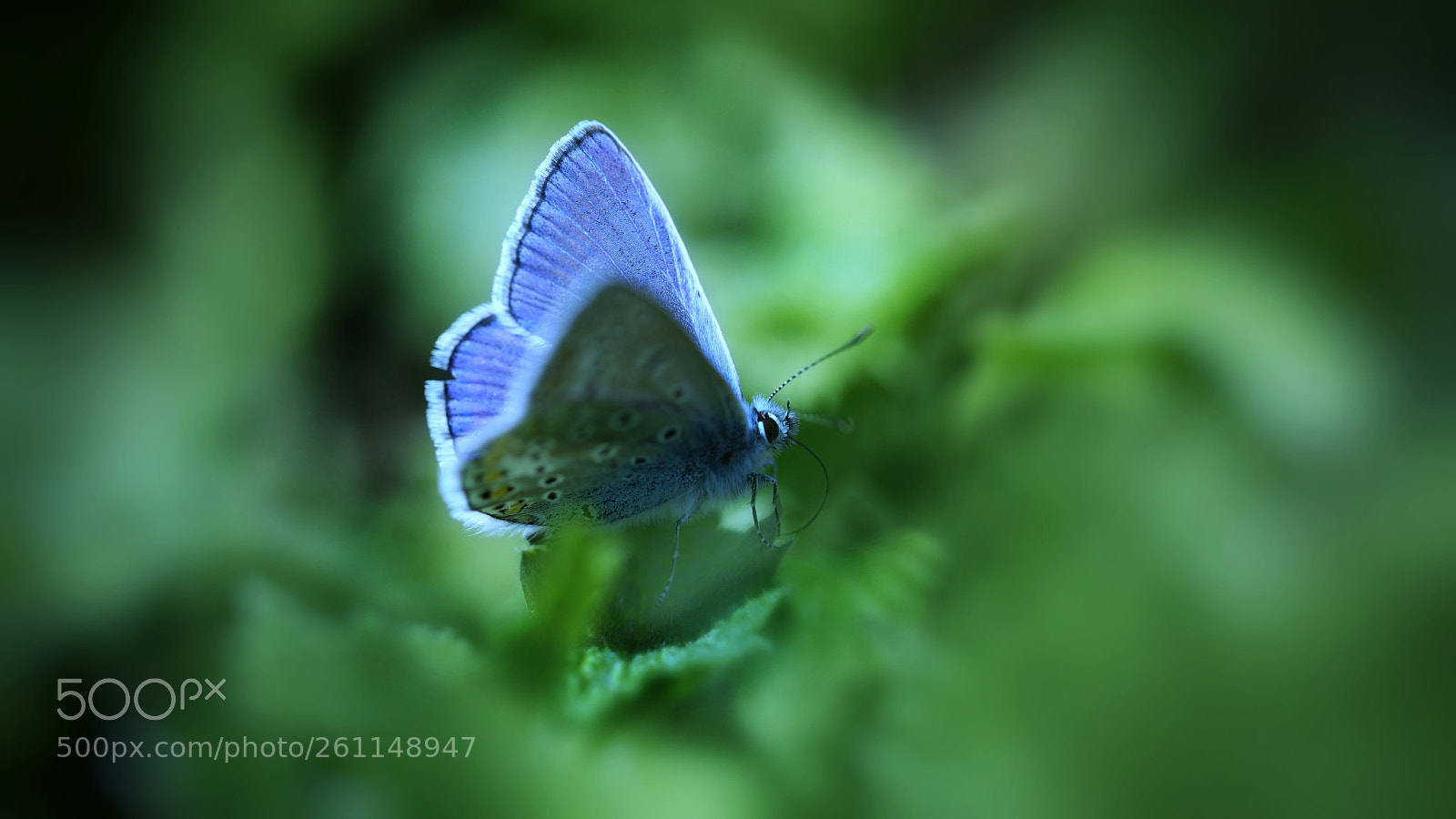 Canon EOS 5D Mark IV sample photo. Blue and green photography