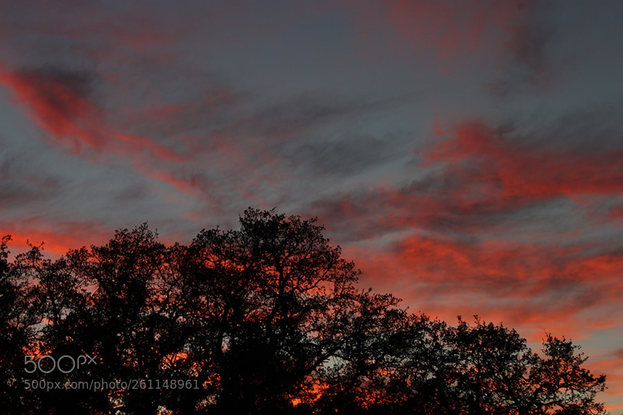 Canon EOS 500D (EOS Rebel T1i / EOS Kiss X3) sample photo. Beauty in the sky photography