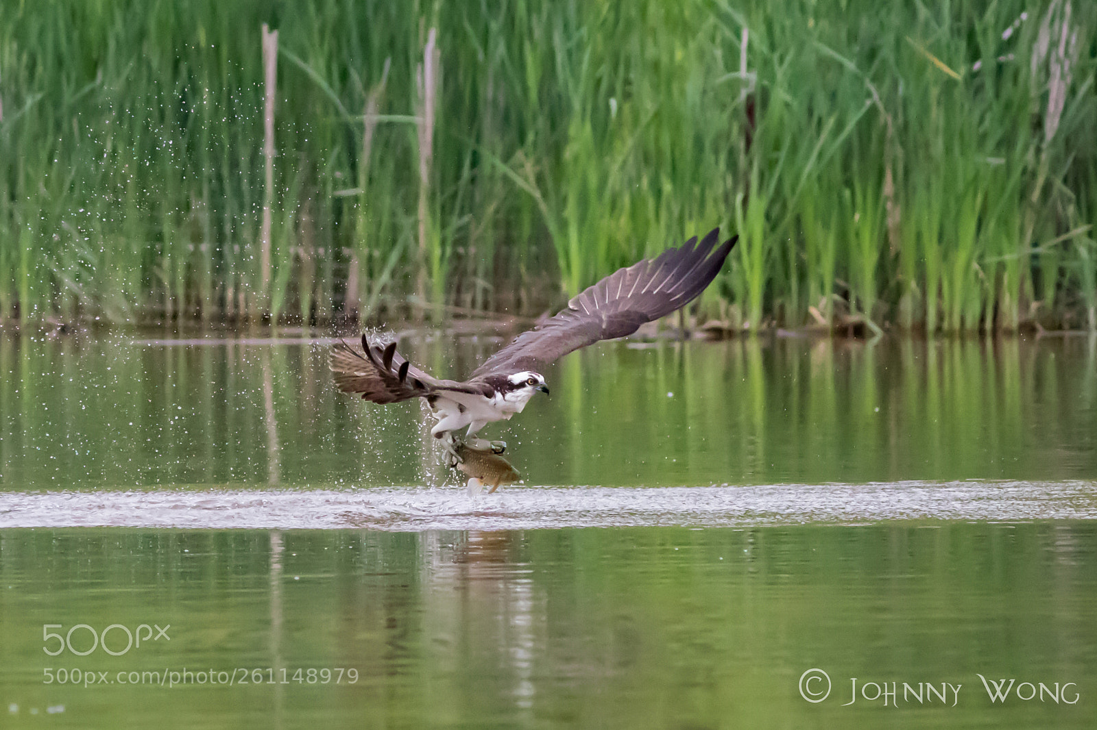 Canon EOS 7D Mark II sample photo. Osprey catch fish photography