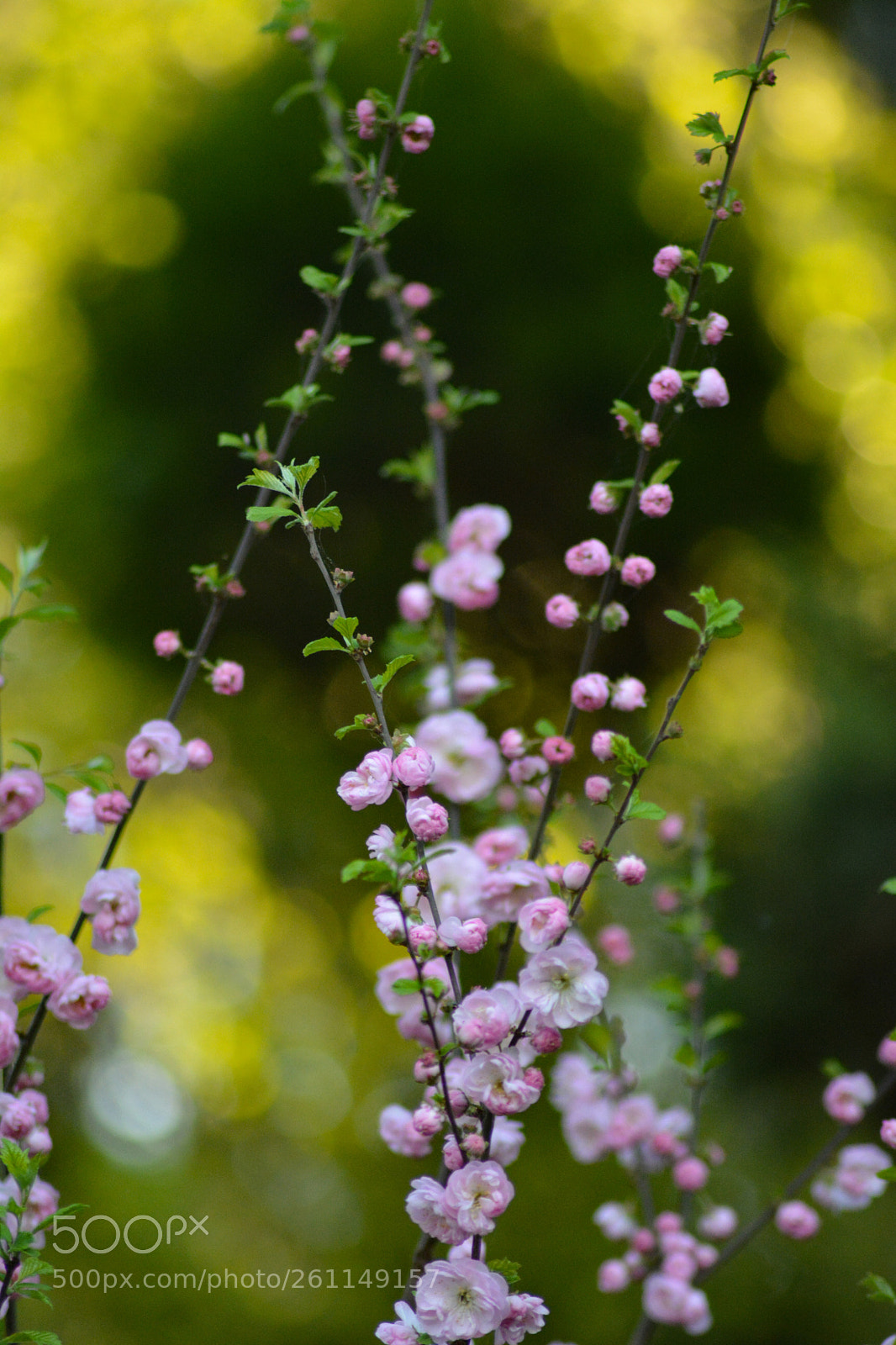Nikon D5200 sample photo. Flower photography