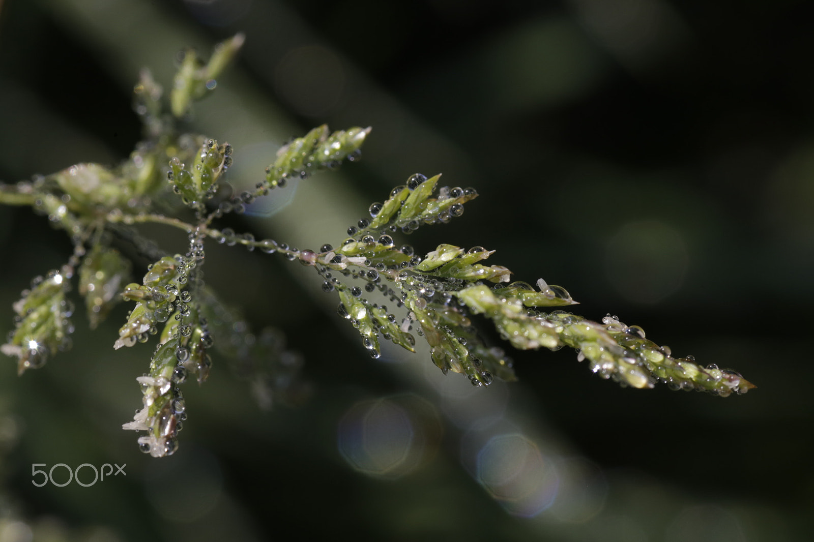 Canon EOS 6D + Tamron SP AF 90mm F2.8 Di Macro sample photo. Morning dew... photography
