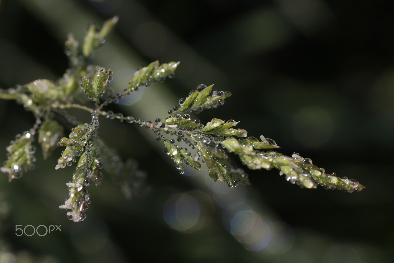 Tamron SP AF 90mm F2.8 Di Macro sample photo. Morning dew... photography