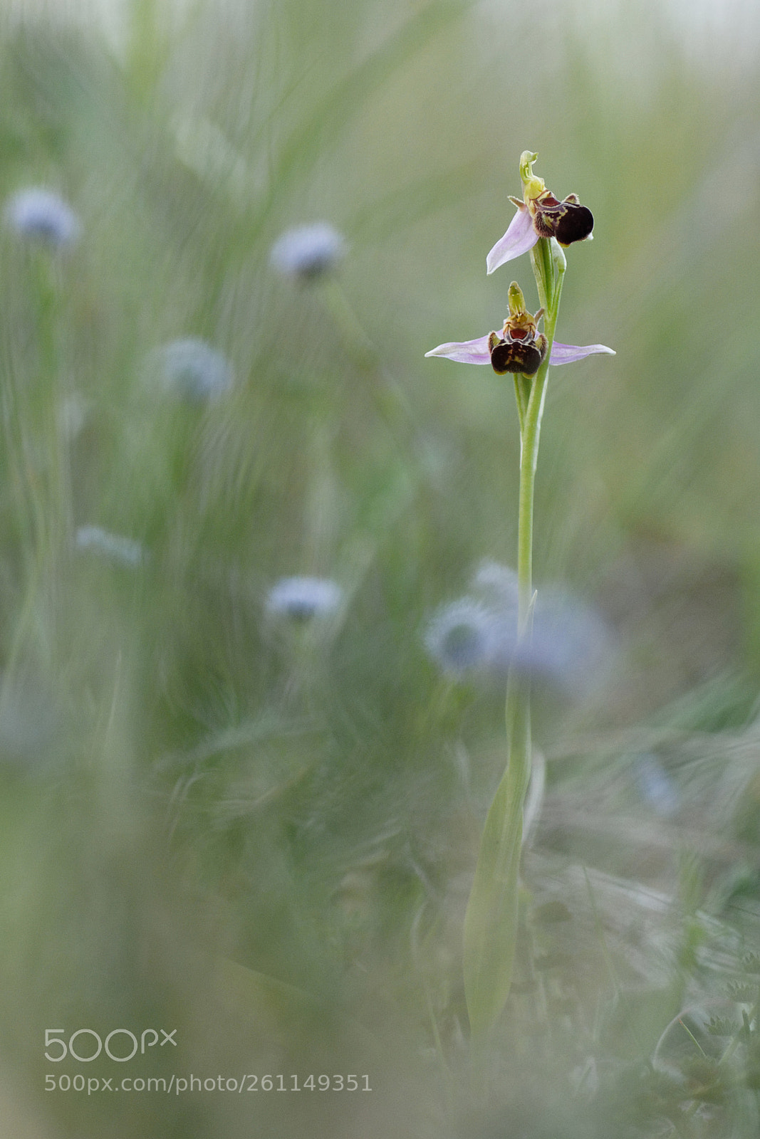 Canon EOS 40D sample photo. Ophrys abeille sur fond photography