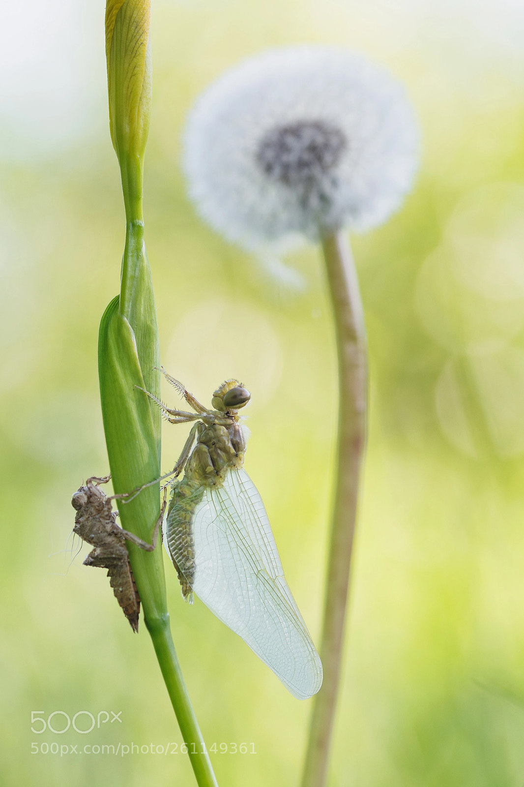 Nikon D7100 sample photo. Orthetrum cancellatum photography