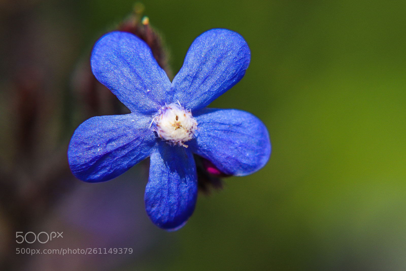 Canon EOS 77D (EOS 9000D / EOS 770D) sample photo. Purple flower photography