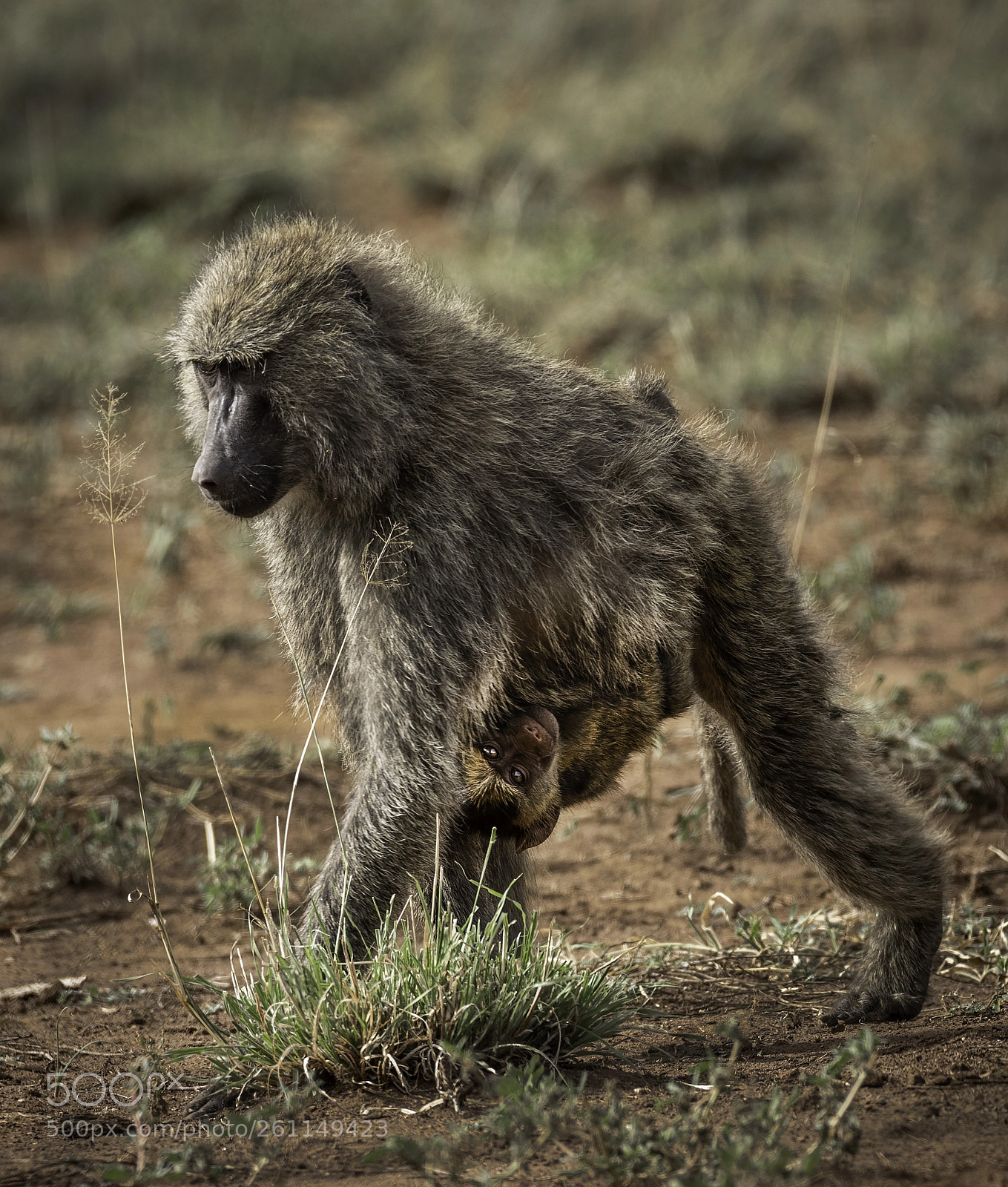 Nikon D810 sample photo. Carry away photography