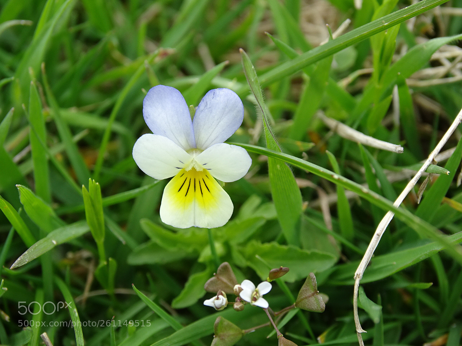 Sony Cyber-shot DSC-HX400V sample photo. Dsc photography