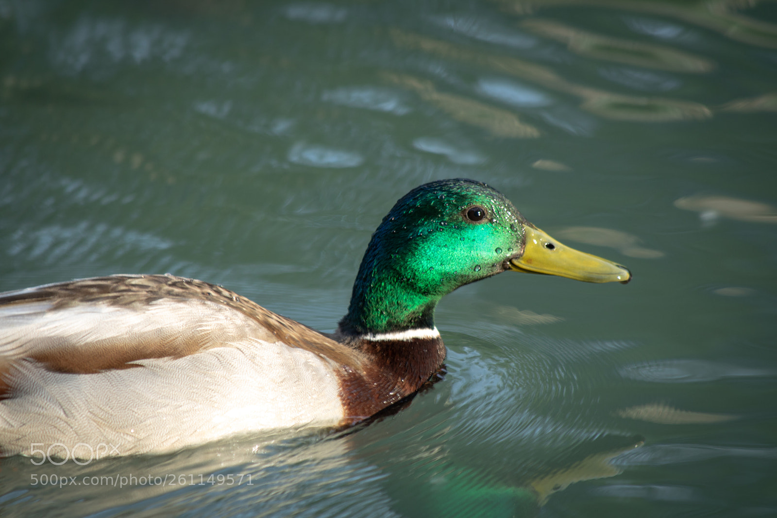 Canon EOS 750D (EOS Rebel T6i / EOS Kiss X8i) sample photo. Mallard swims at dusk photography