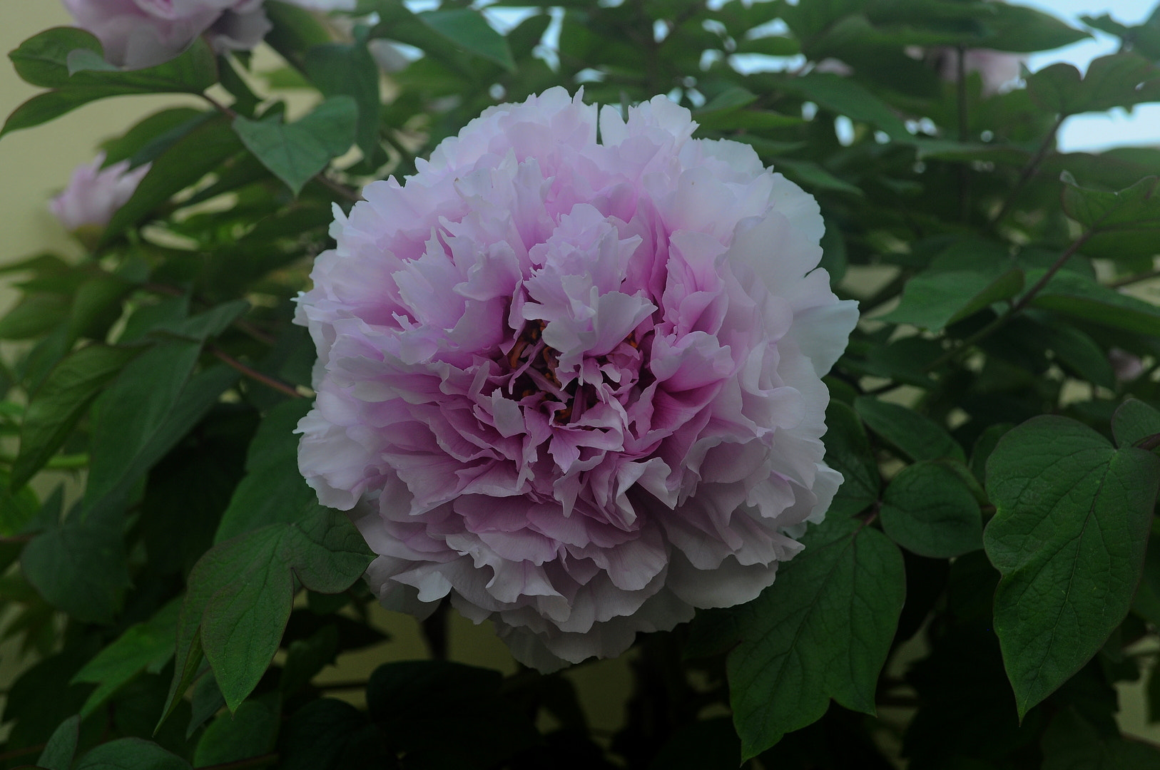 Nikon D5000 sample photo. Peony flower photography
