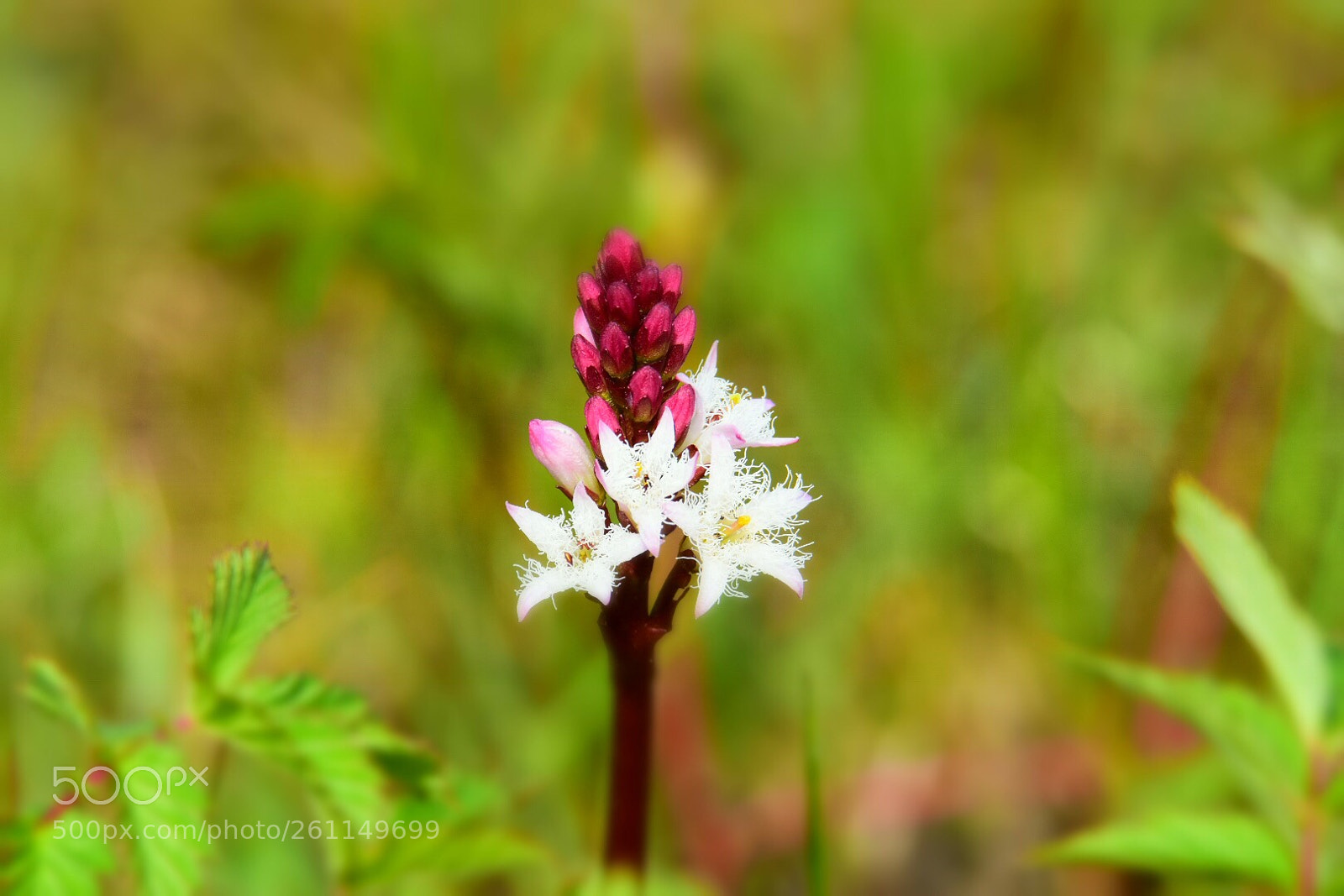 Nikon D7200 sample photo. One flower photography