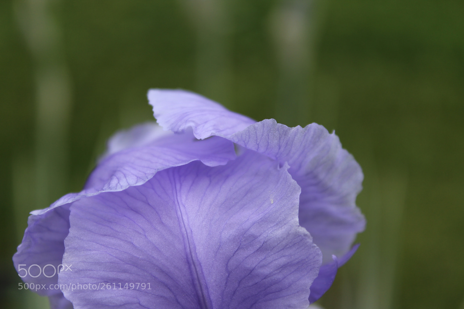 Canon EOS 1200D (EOS Rebel T5 / EOS Kiss X70 / EOS Hi) sample photo. Delicacy photography