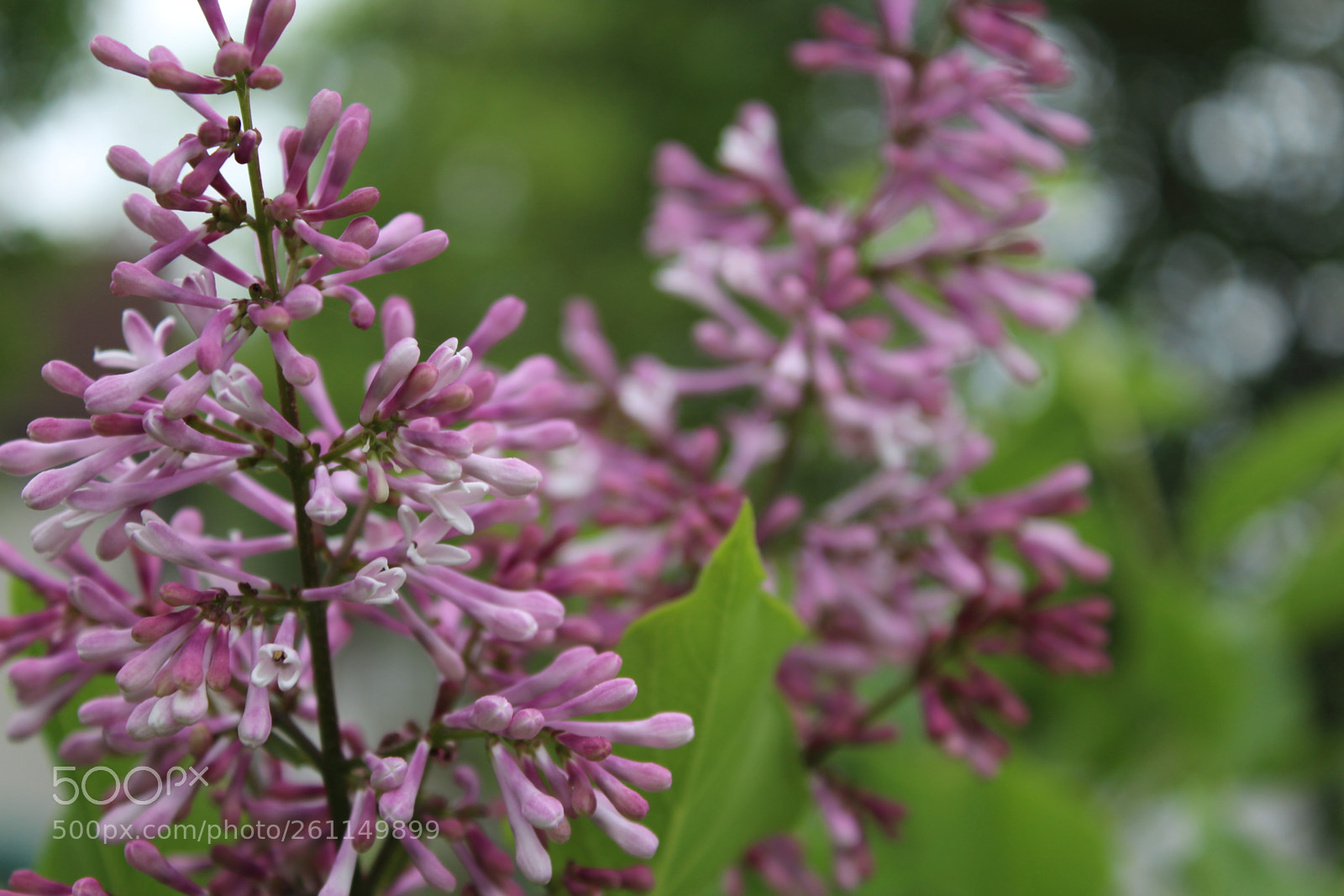 Canon EOS 1200D (EOS Rebel T5 / EOS Kiss X70 / EOS Hi) sample photo. Spring blossoms photography