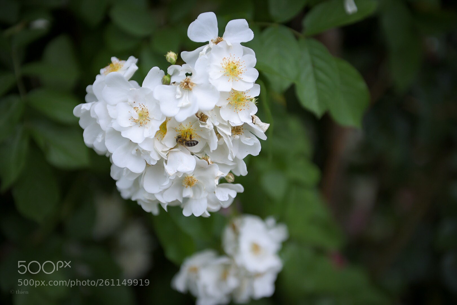 Nikon D750 sample photo. Bee in the flower  photography