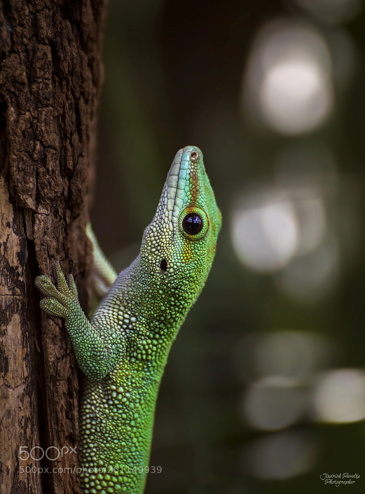 Canon EOS 100D (EOS Rebel SL1 / EOS Kiss X7) sample photo. Giant day gecko phelsuma photography