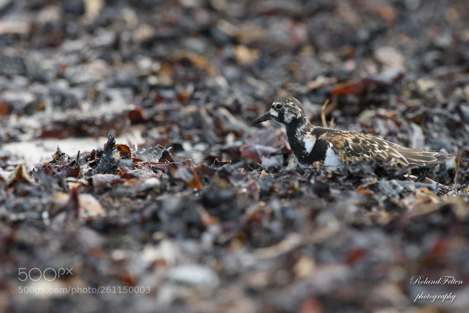 Nikon D810 sample photo. Perfect camouflage photography
